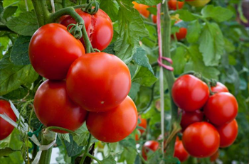 domates-tarlasinda-domates-toplamak-1814.jpg